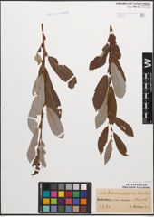 Foto von Salix caprea L. x Salix purpurea L.